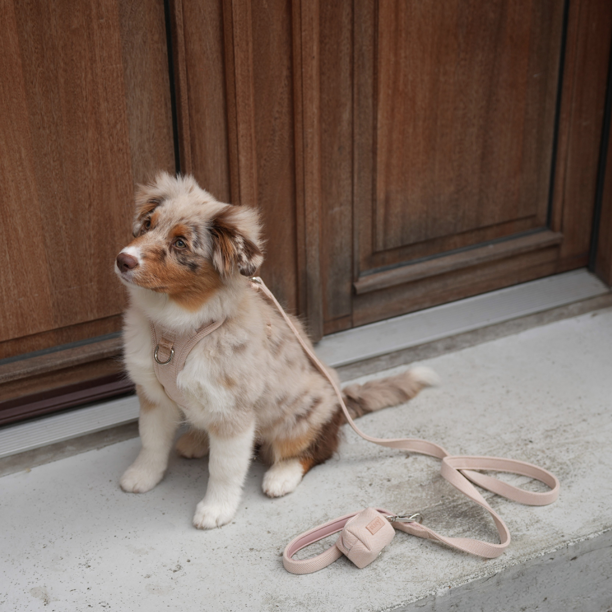 Merle Australian shepherd puppy on a doorstep in a light rose harness and leash