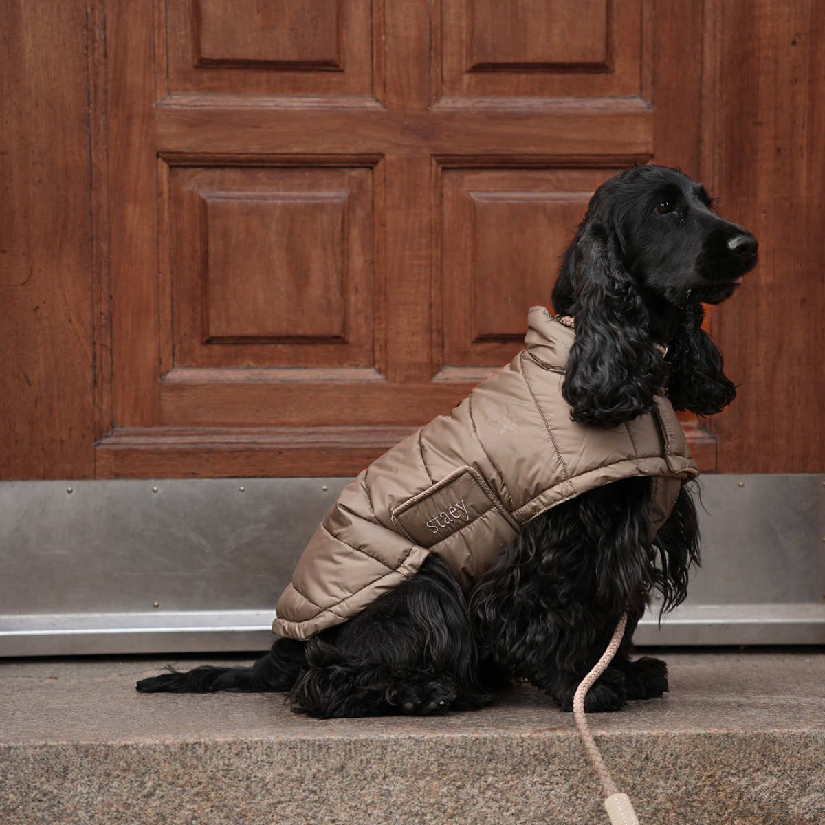 Svart cocker spaniel som sitter i koppel i en naturbeige, quiltad päls