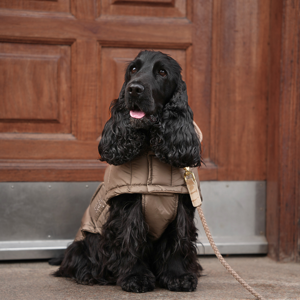 En svart cocker spaniel i koppel, klädd i en naturbeige, quiltad kappa, vid en dörr