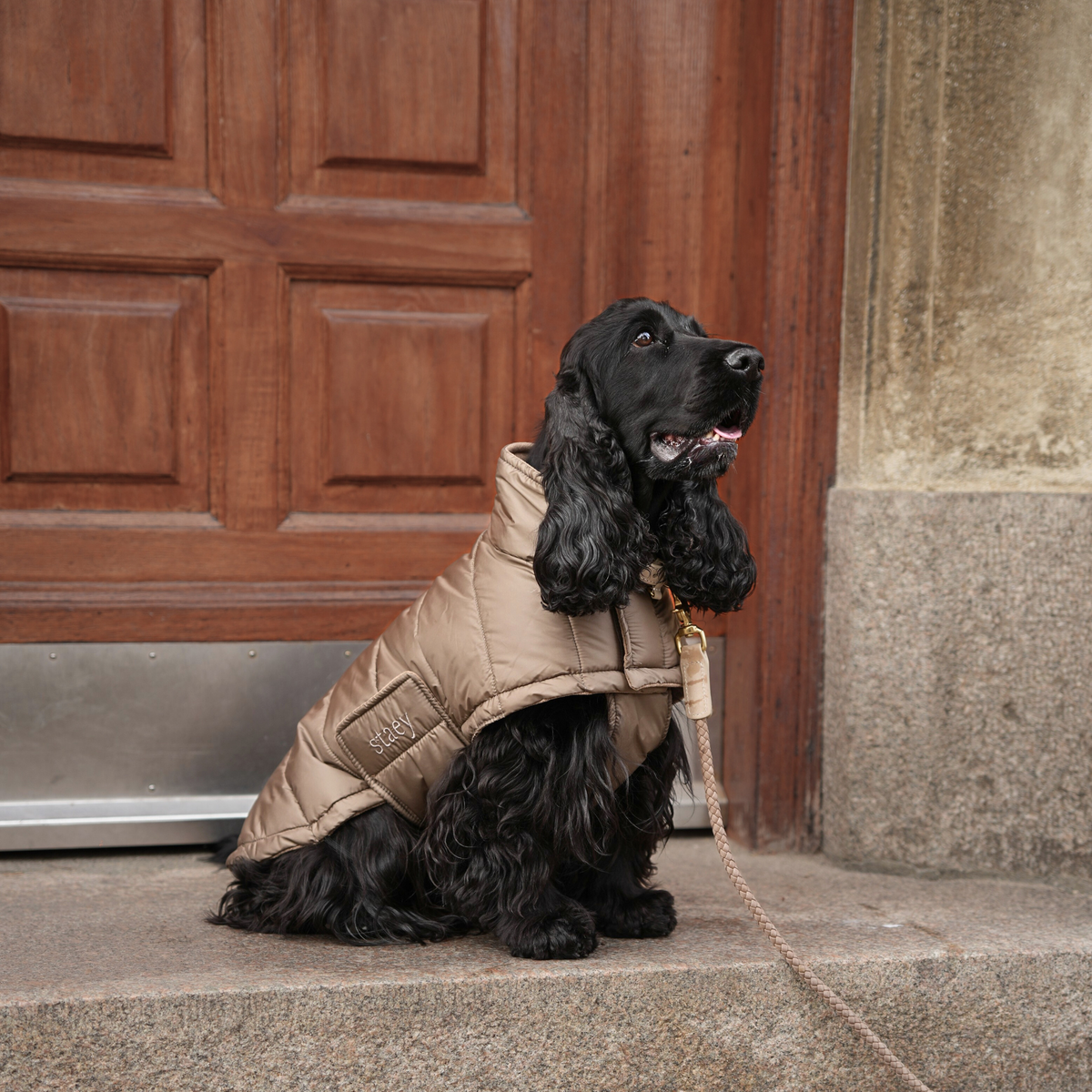 En svart cocker spaniel som sitter på en trappsteg i en naturbeige, quiltad päls