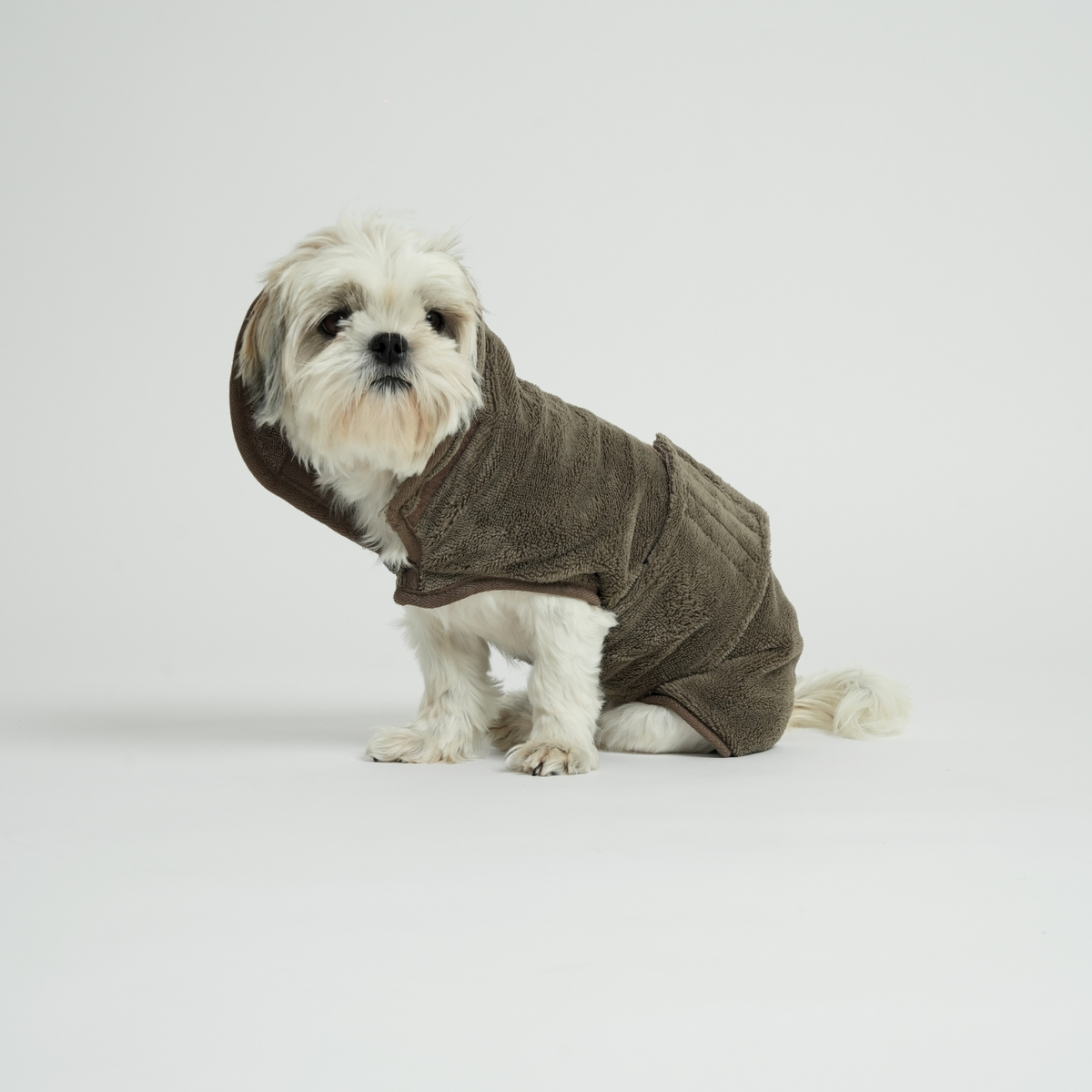 Shih tzu sitting in a moss green quilted dog coat