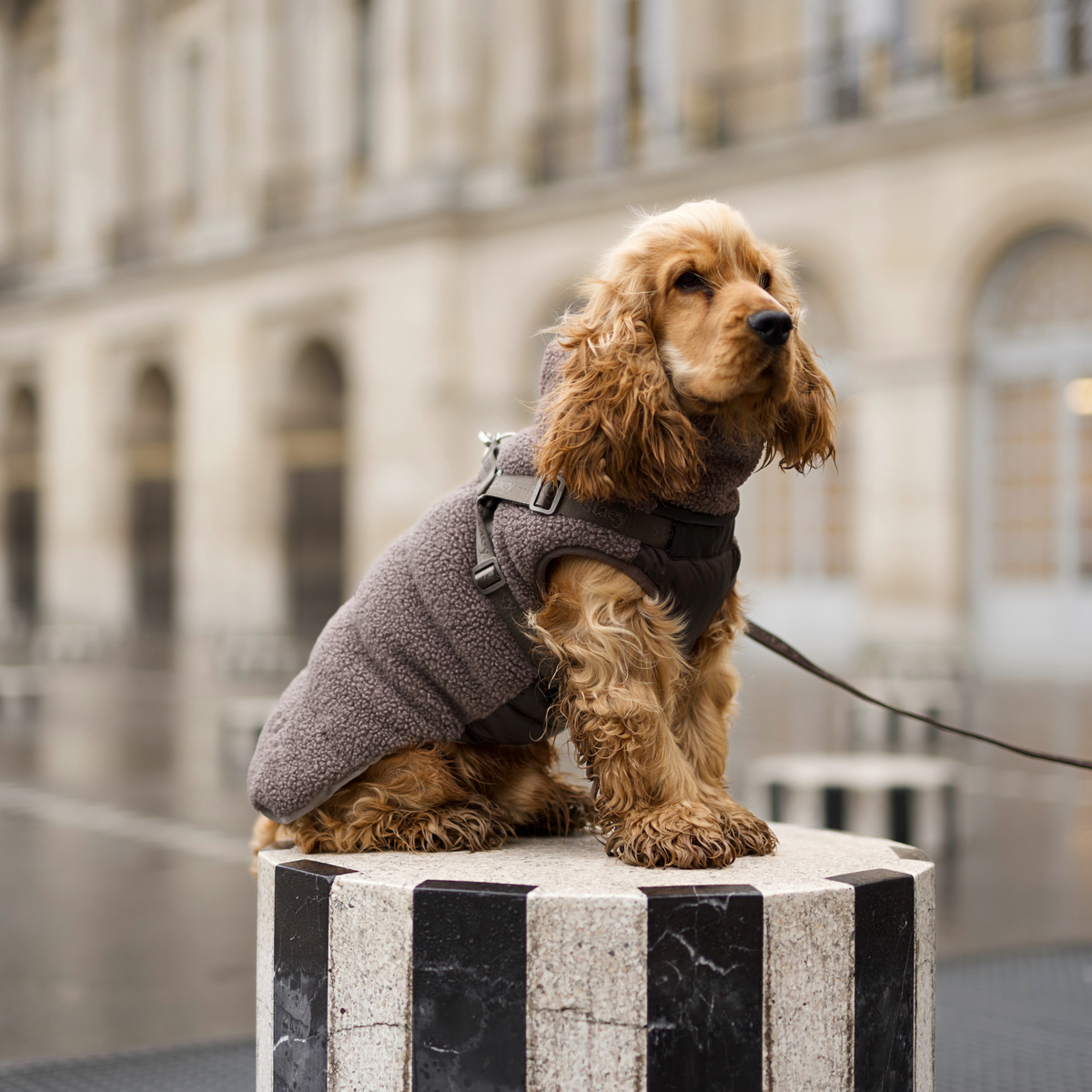 En cocker spaniel som sitter på en pollare, klädd i en taupefärgad teddyhundkappa med sele