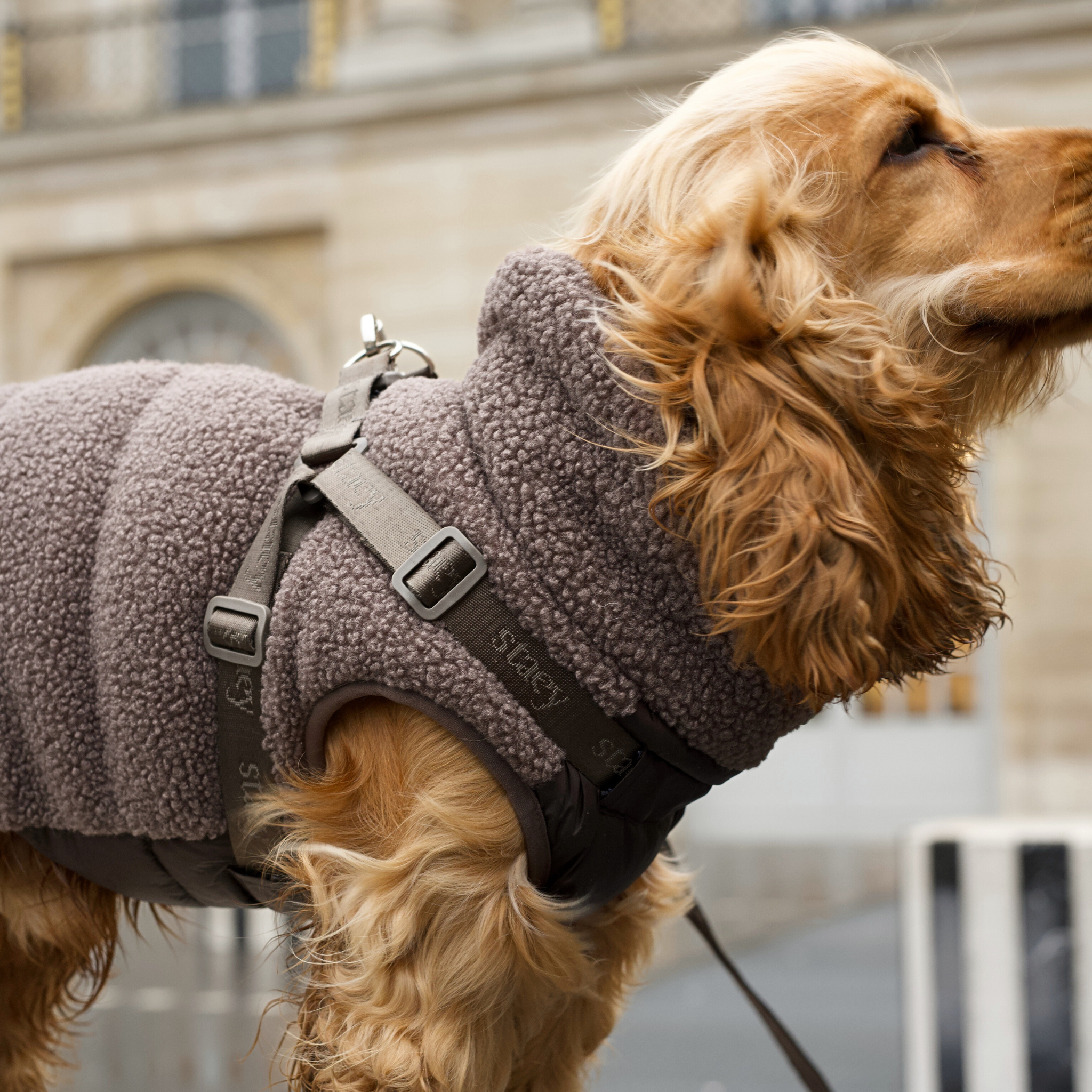 Clara Dog Coat w. Harness | Limited Edition