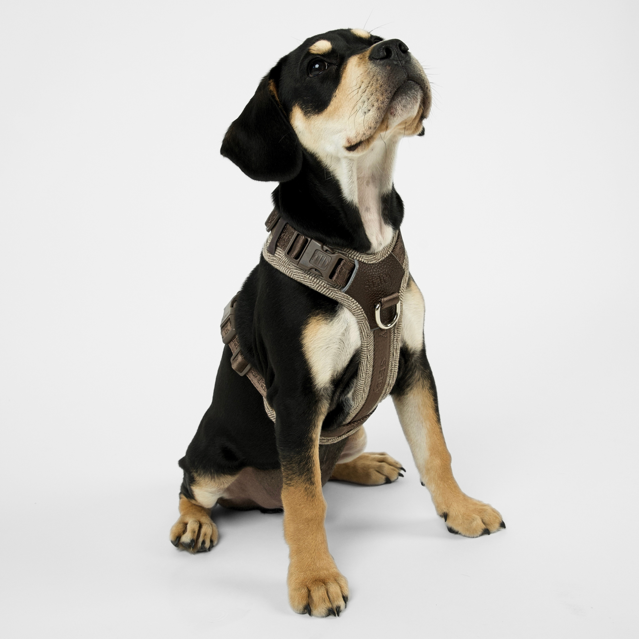 Numa Hundsele | Mocca