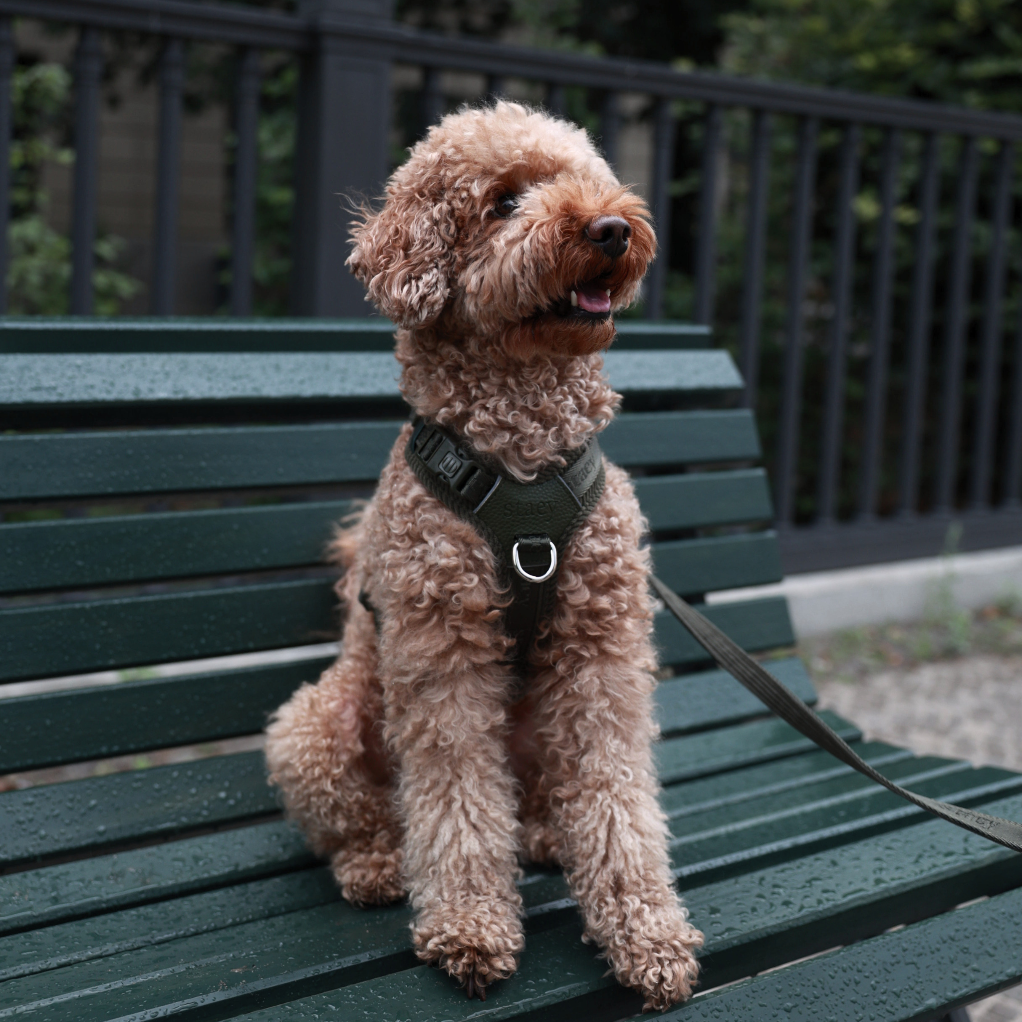 Numa hundsele | Moss green