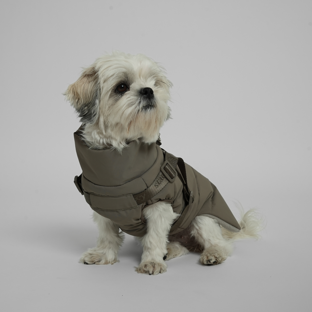 Shih tzu sitting in the moss green quilted coat with harness, seen from the front