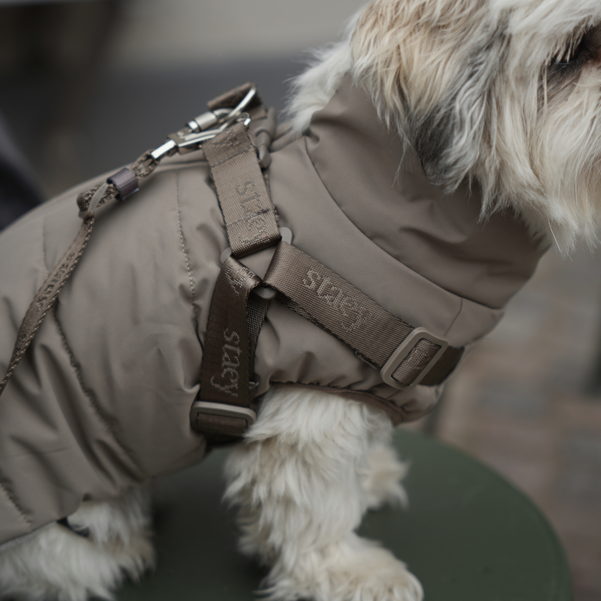 Close-up of the moss green quilted coat and harness on a white dog