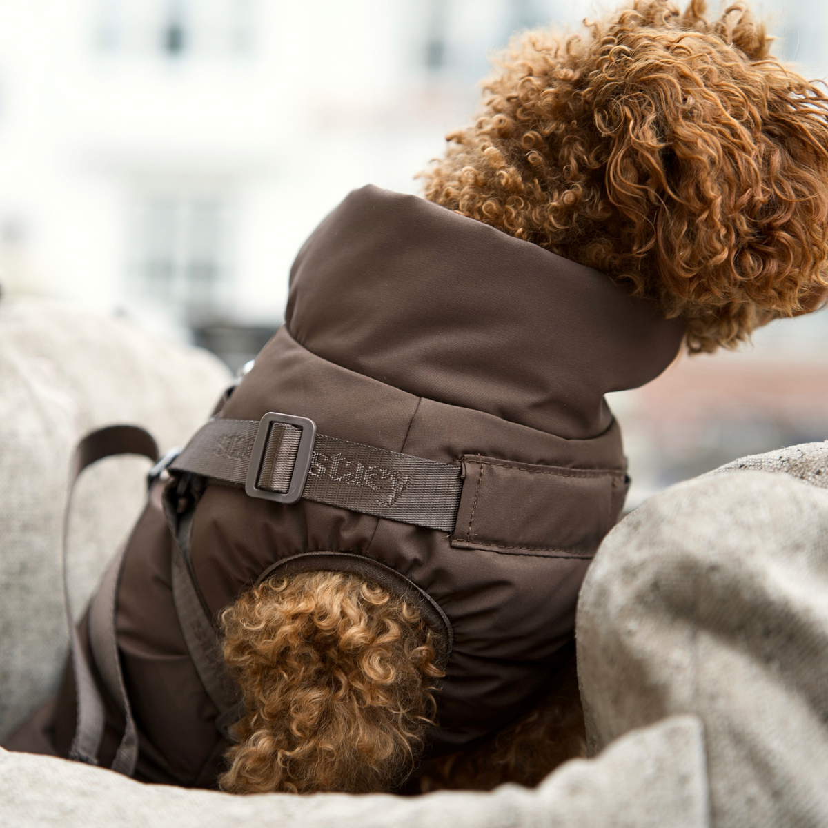 Vera hundkappa m. sele | Chestnut