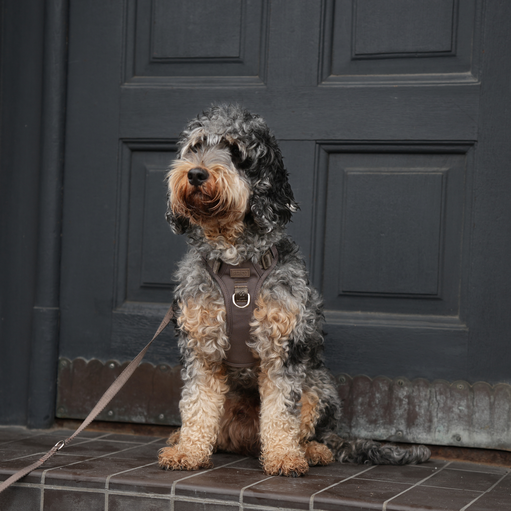 Elma Active Dog Harness | Taupe