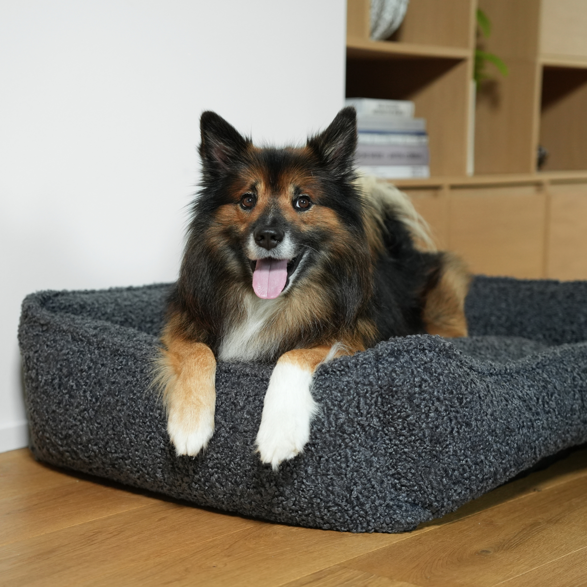 Herdhund som ligger i den stormiga, lockiga Bouclé-hundkorgen