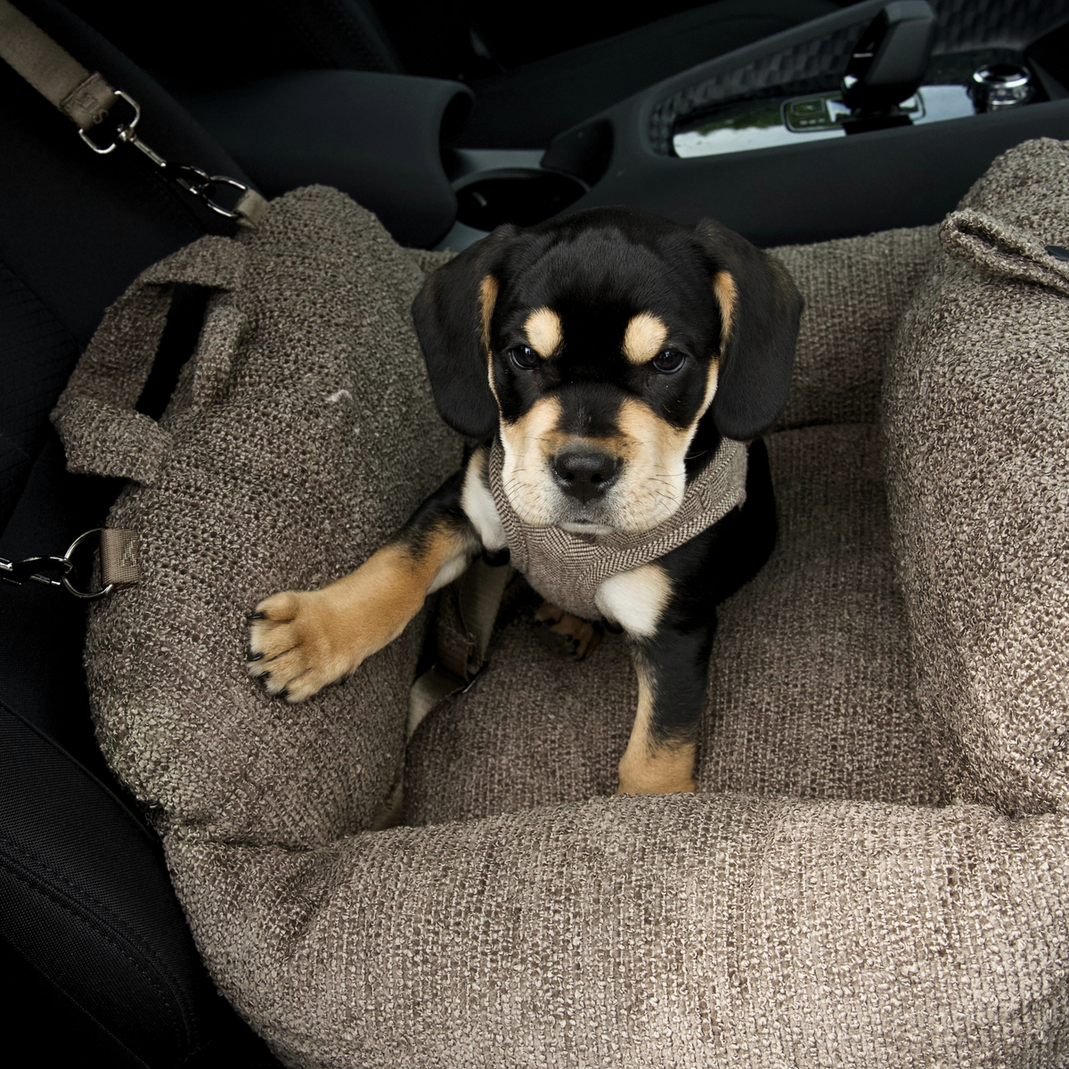 Svart och tanfärgad valp som sitter i ett bilsäte för hund i Taupe bouclé i en bil