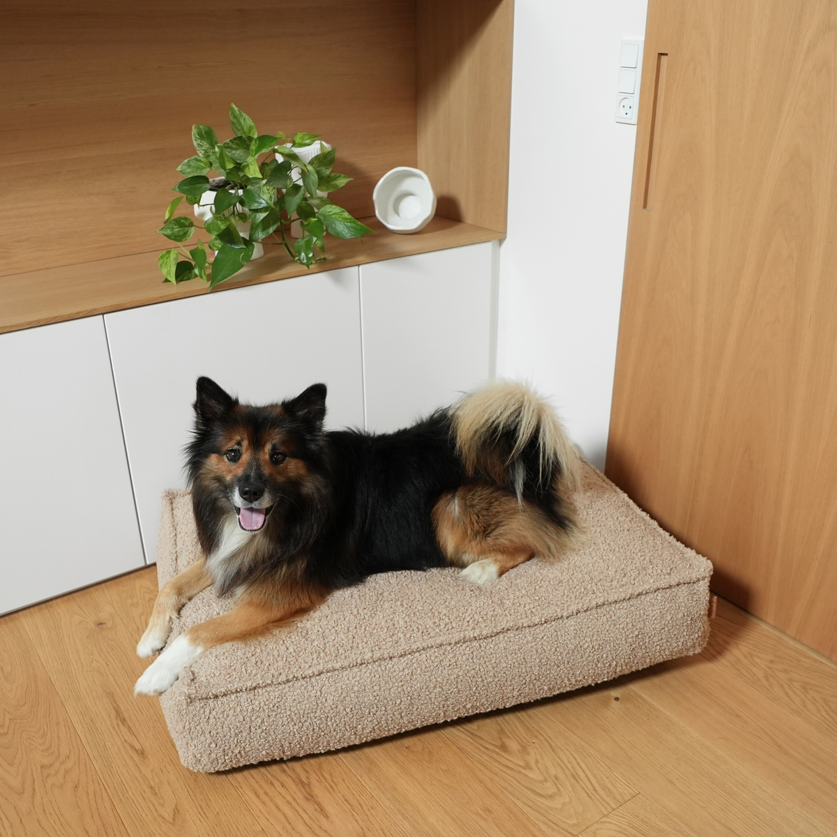 En vallhund som ligger på en hundmadrass av sandfärgad, lockig Bouclé i ett hörn