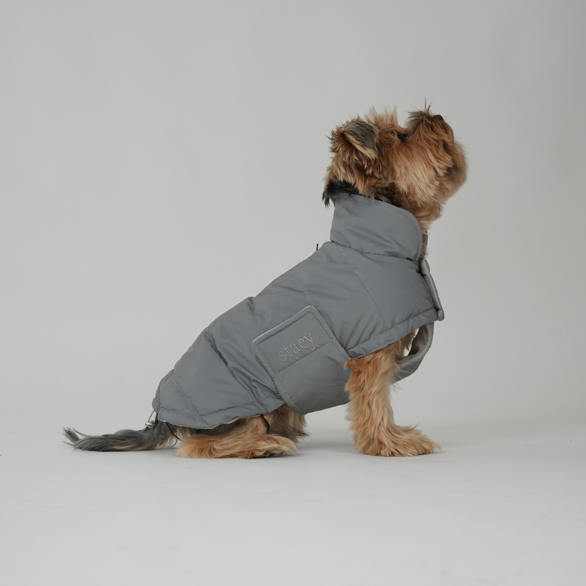 En yorkshireterrier som sitter i en grå, reflekterande, quiltad hundkappa
