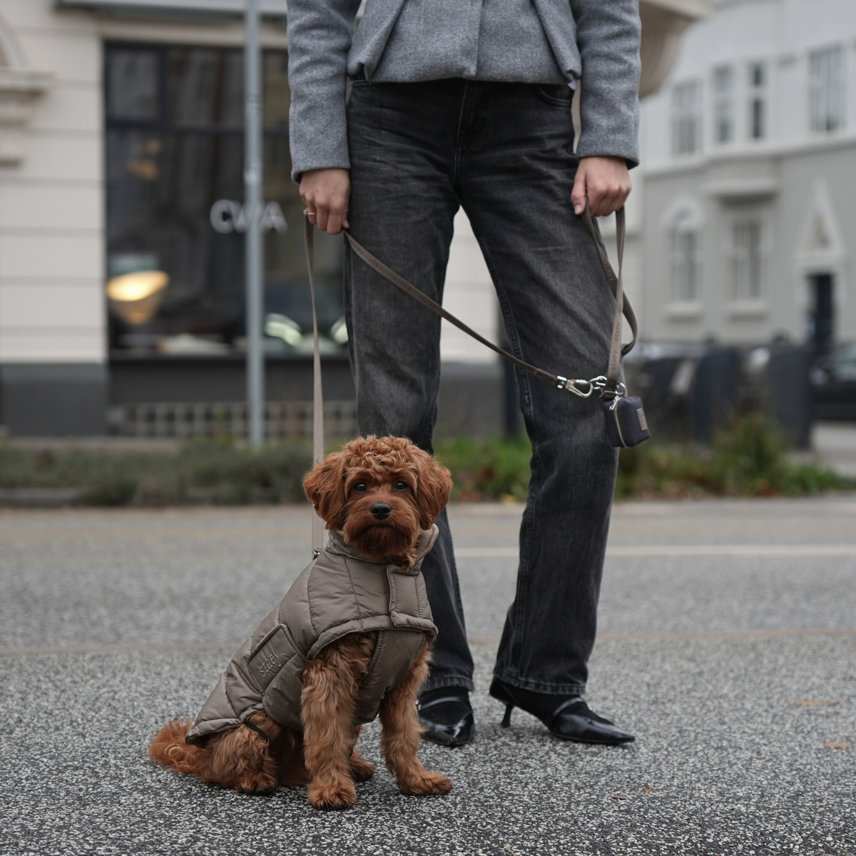 En cavapoo i en taupe-färgad Nora-kappa, kopplad vid sin ägare i stan