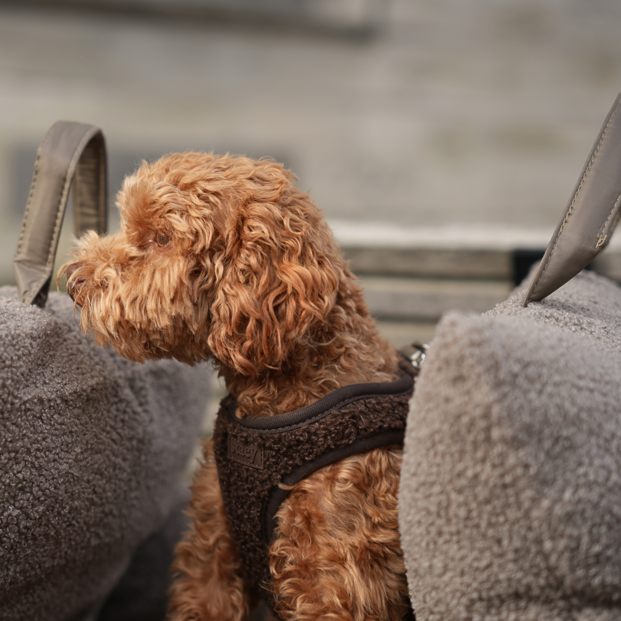 Steg-in hundsele Teddy | Espresso