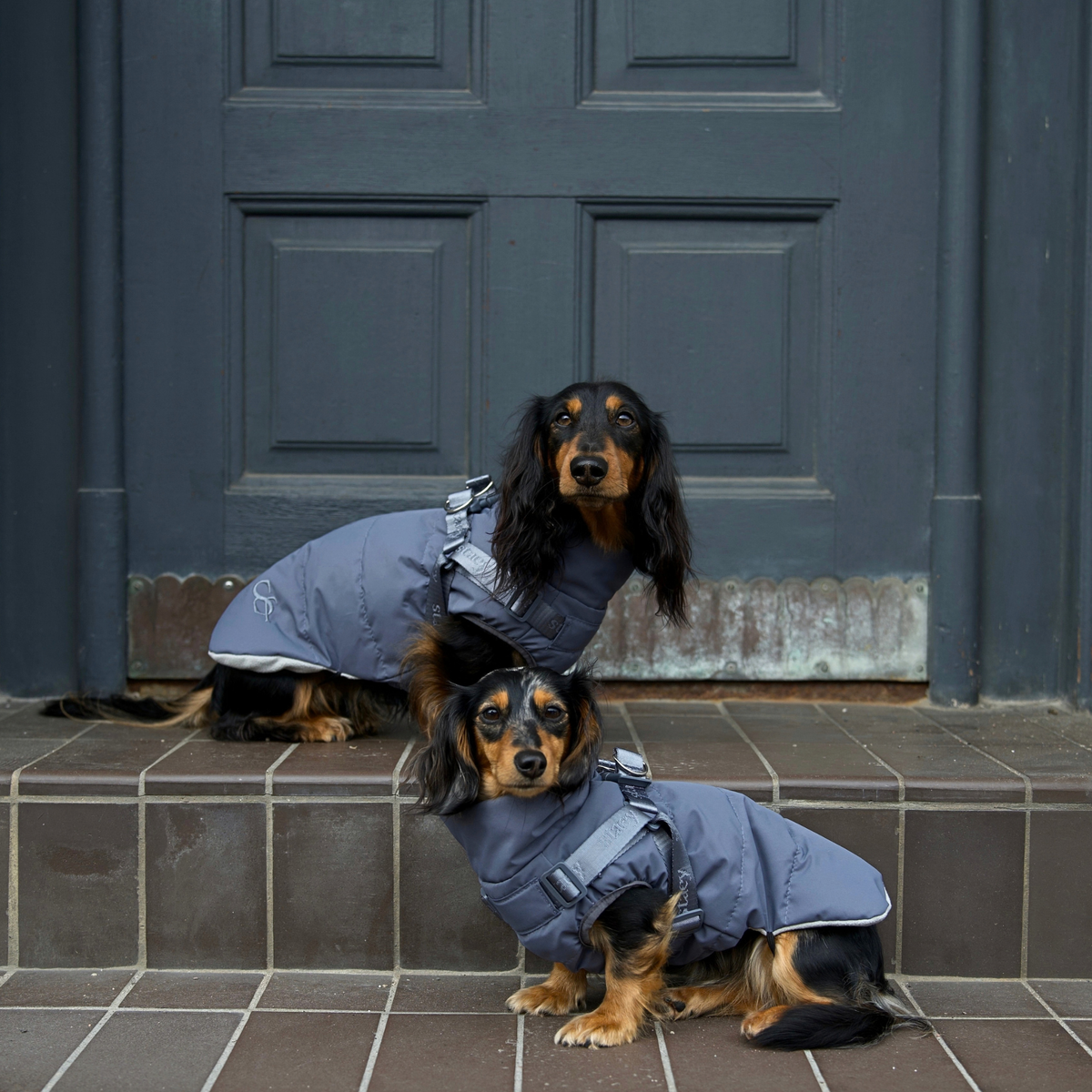 Vera Hundkappa w. Harness | Dusty Blue