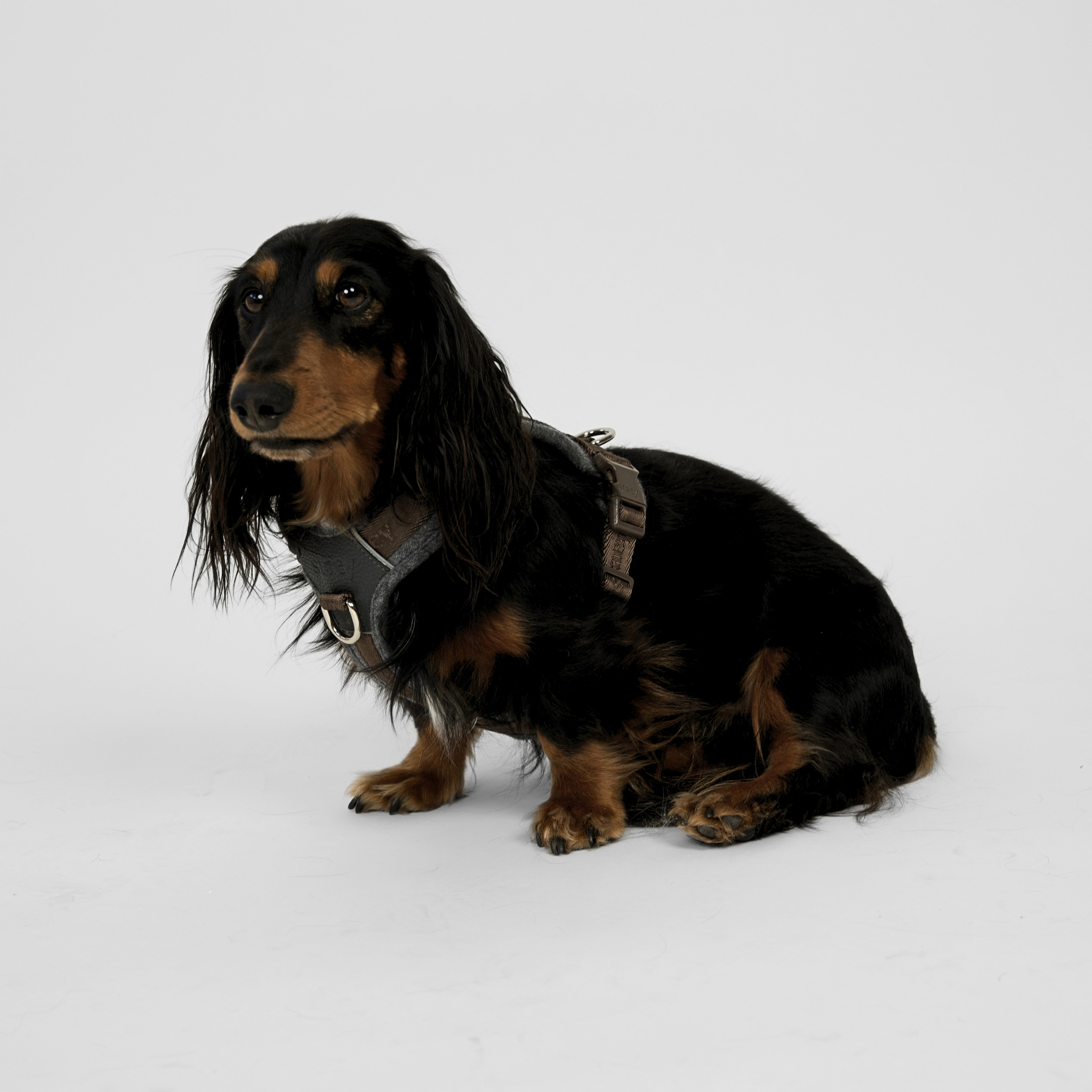 Numa Hundsele | Stone
