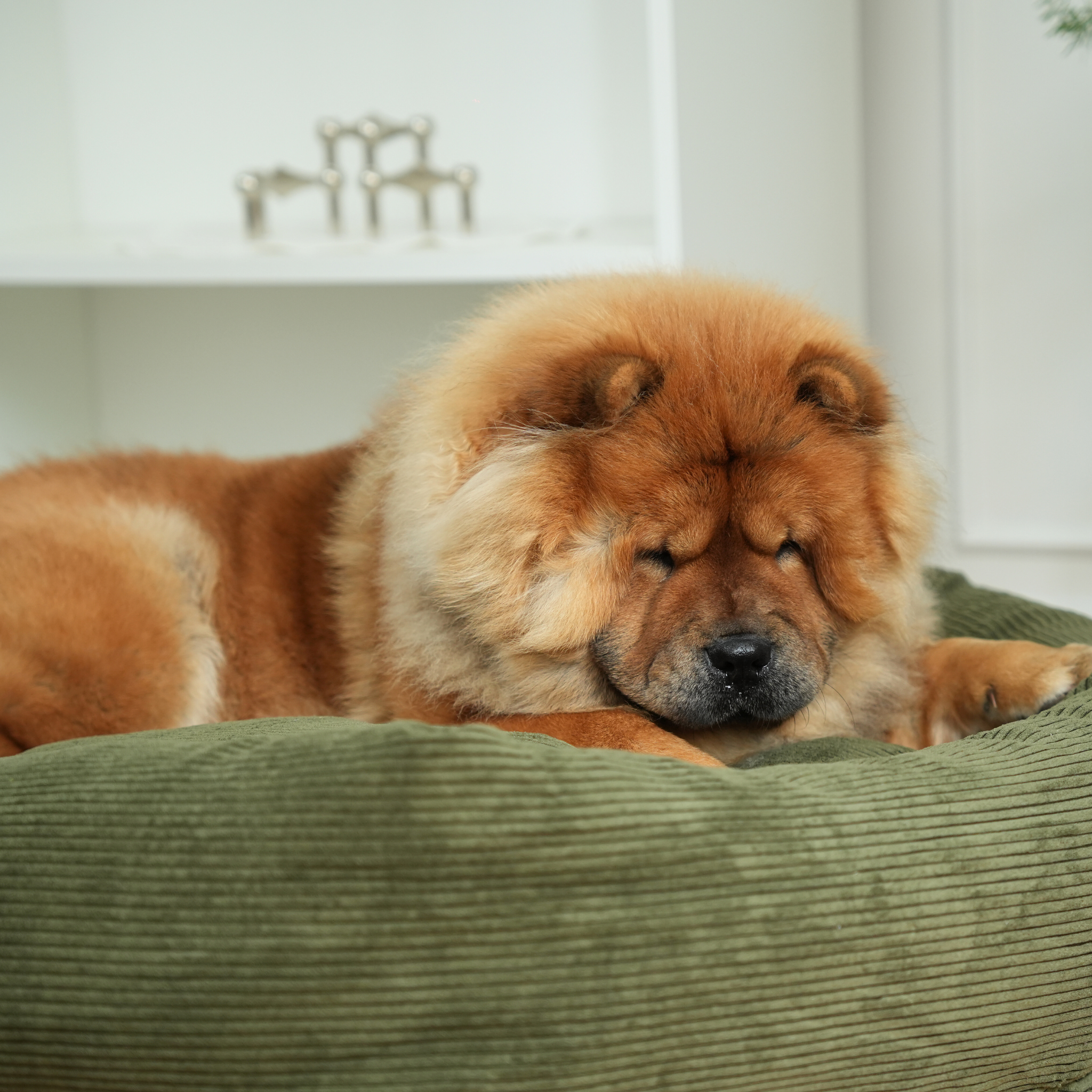 Luna Dog Bed 3.0 | Mossgrön manchester