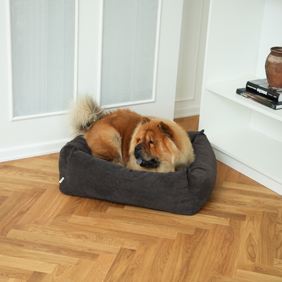 En chow chow som ligger i sängen ”Vera” i dark oak corduroy på parkettgolvet