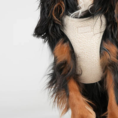 Bild framifrån på den krämfärgade Teddy-selen på en svart- och tanfärgad spaniel