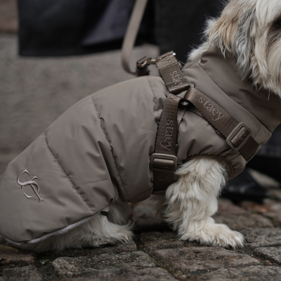 En shih tzu som promenerar på kullerstenar i hundkappan ”Vera” i färgen Sage