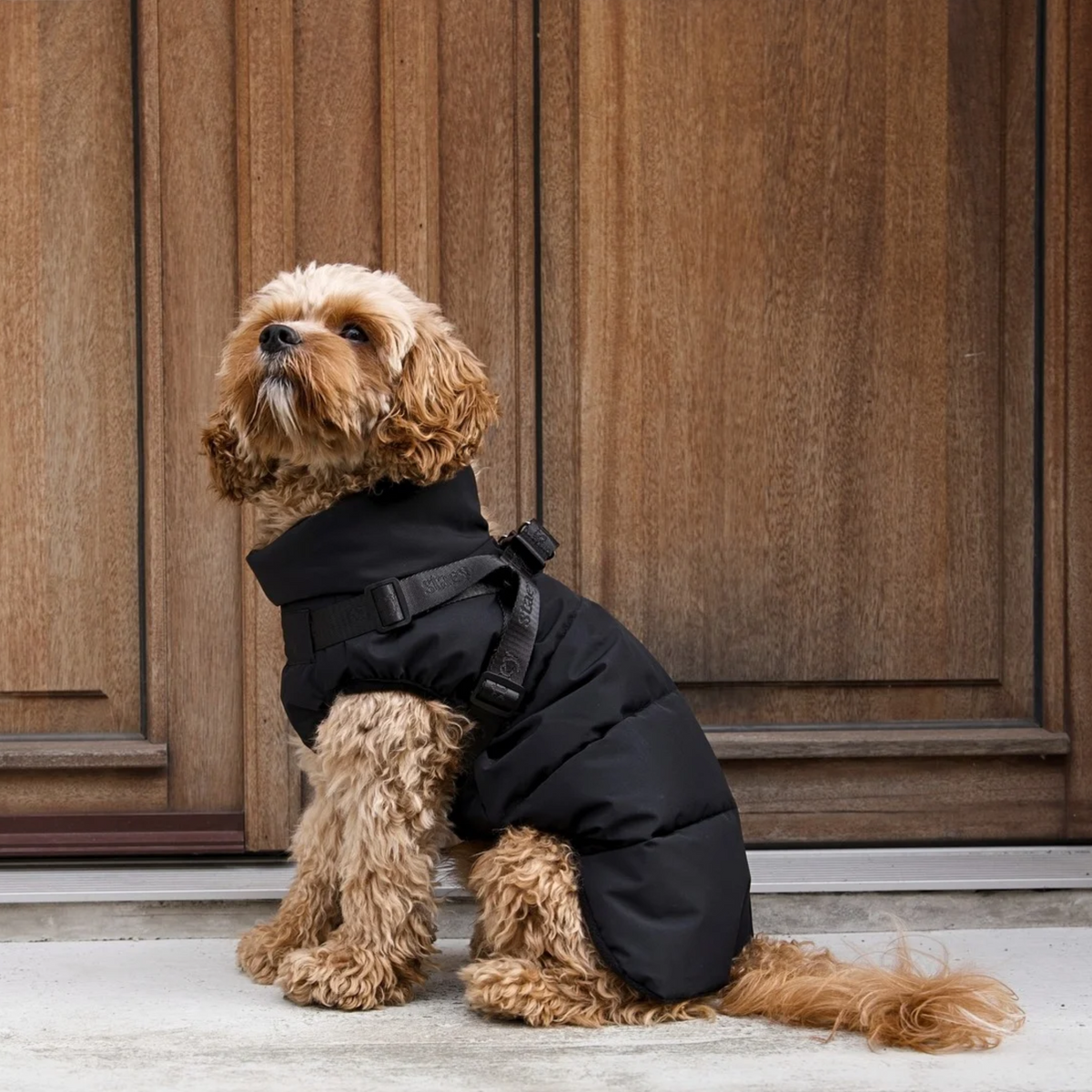 En shih tzu som promenerar på kullerstenar i hundkappan ”Vera” i färgen Sage