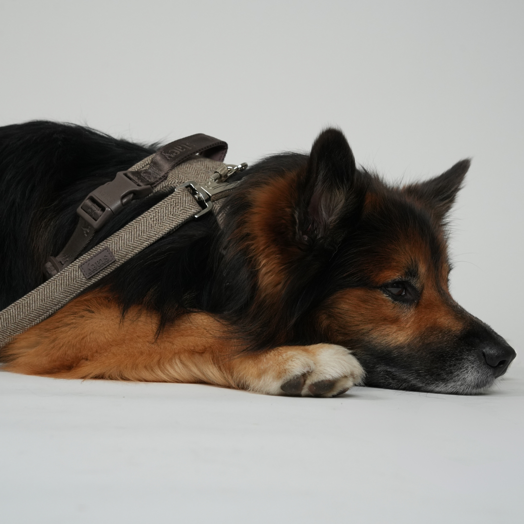 Elma Hundkoppel | Mocca