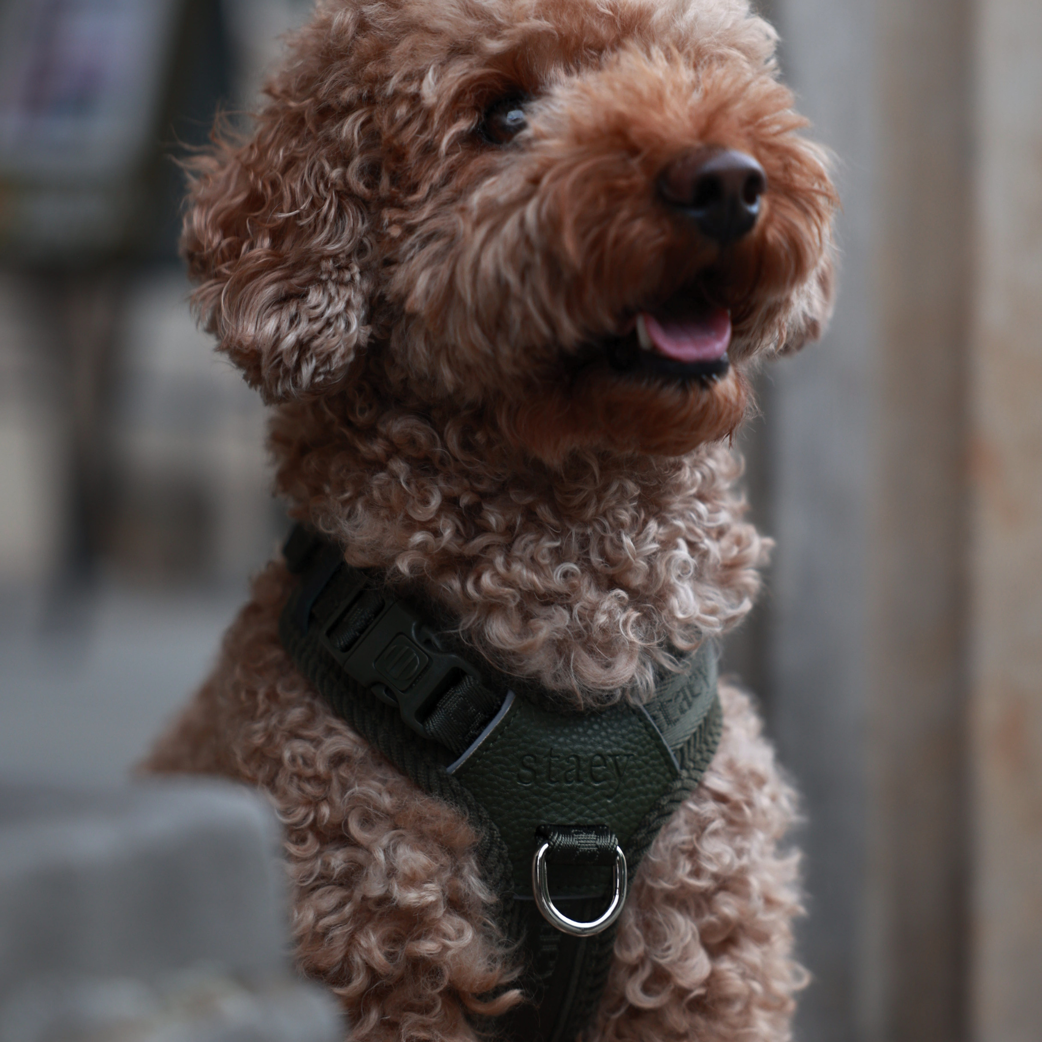Numa hundsele | Moss green