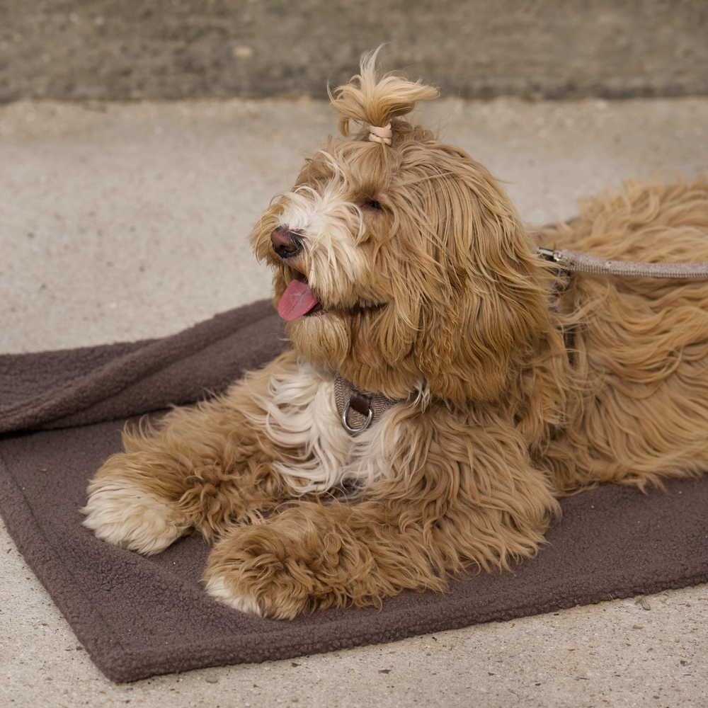 Varför jag tog fram den