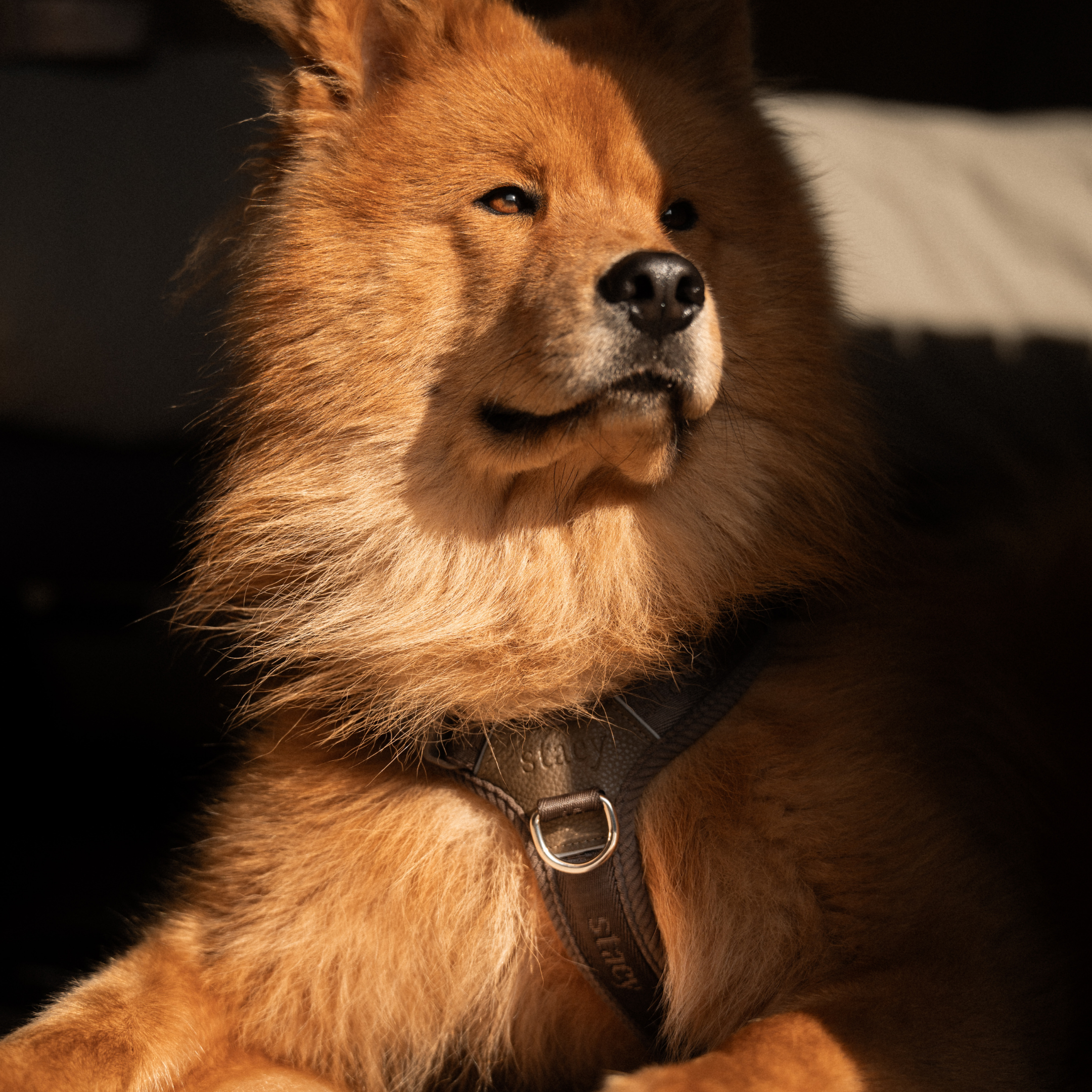 Numa hundsele | Dark Oak