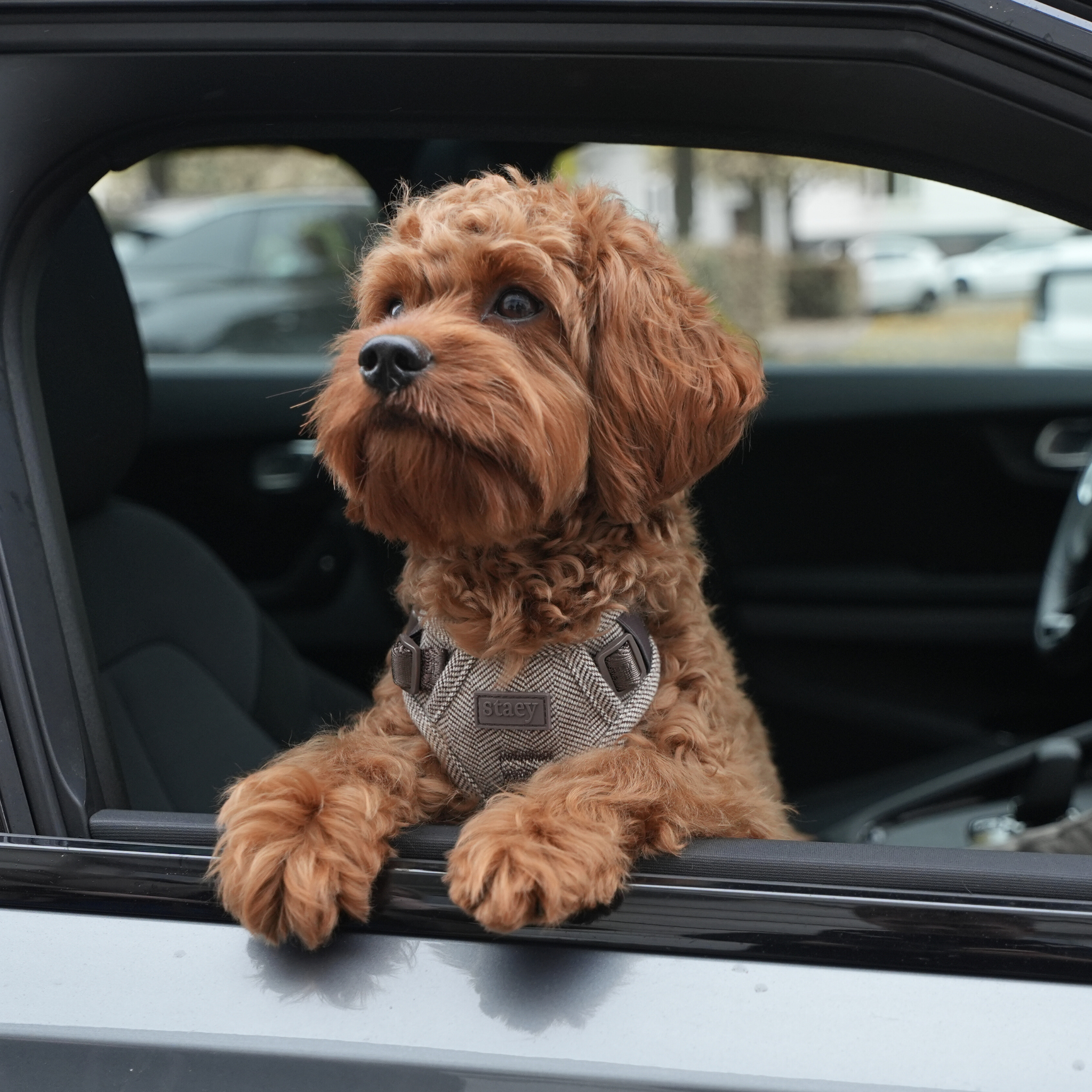 Elma hundsele | Mocca