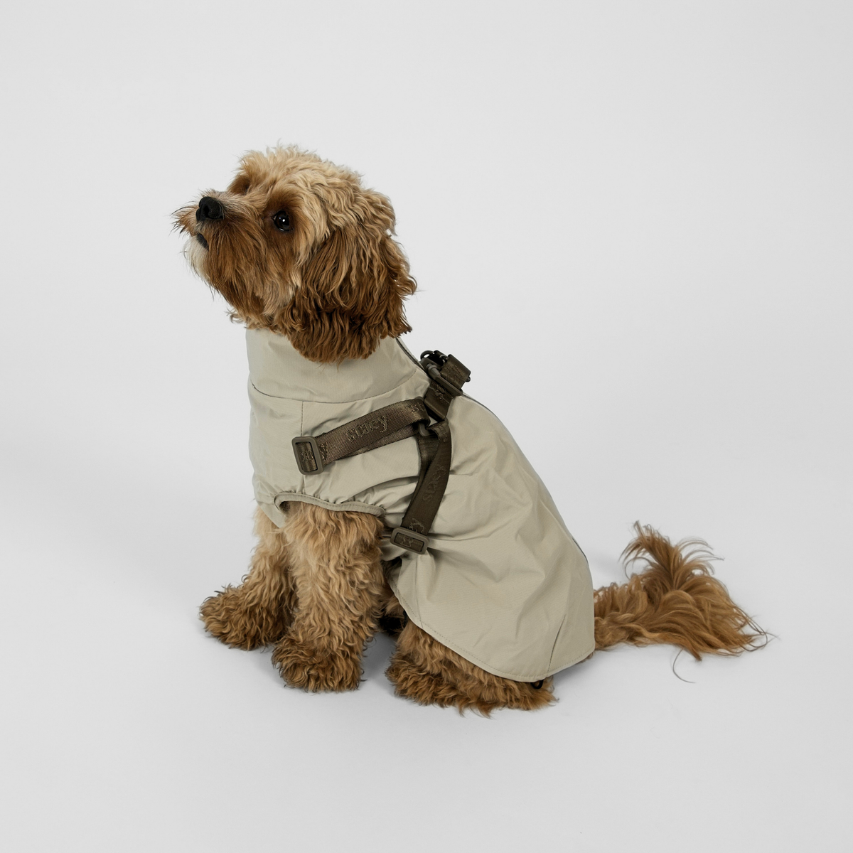 En cavapoo som sitter i en beige Norma-regnrock i färgerna från Nature