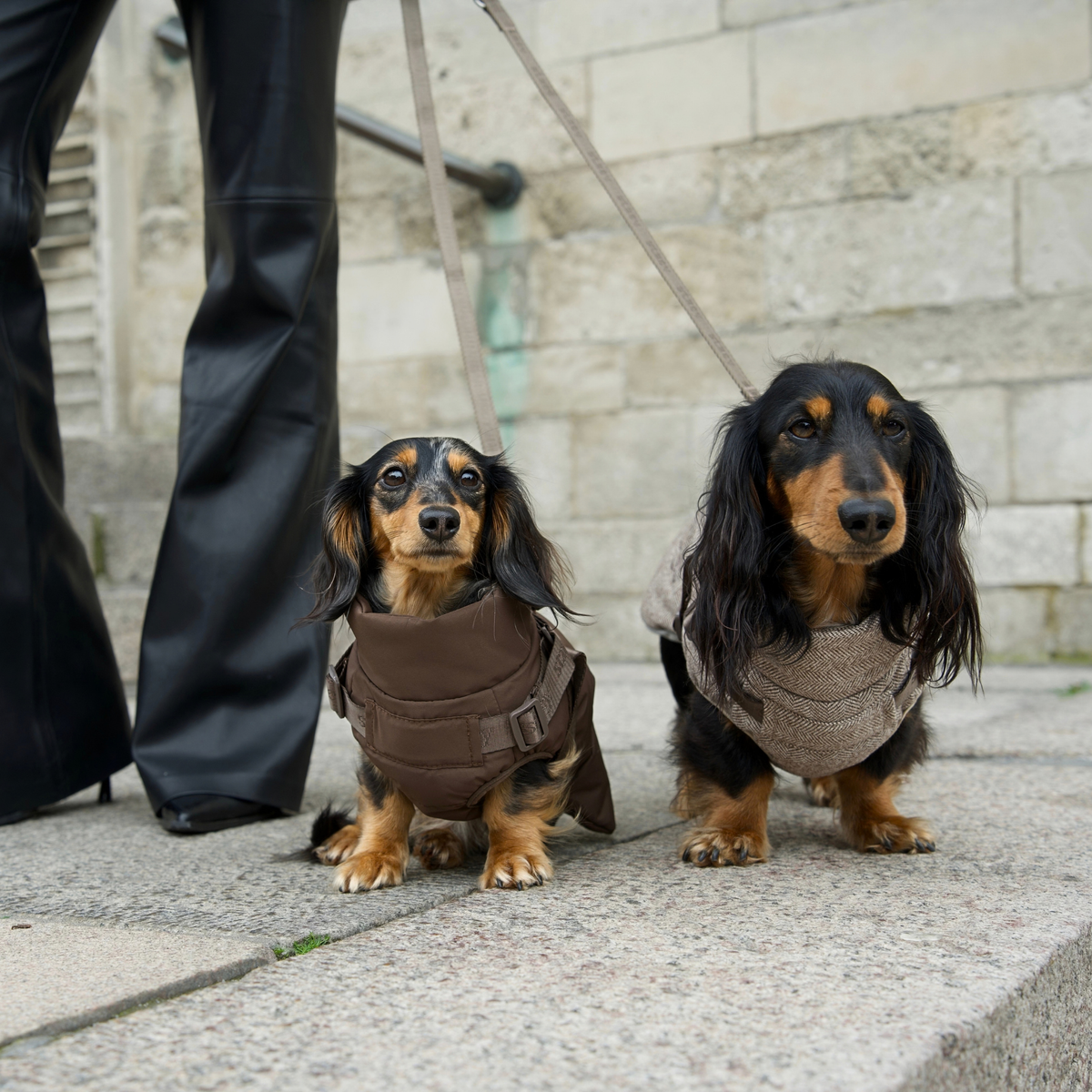 Vera hundkappa m. sele | Chestnut