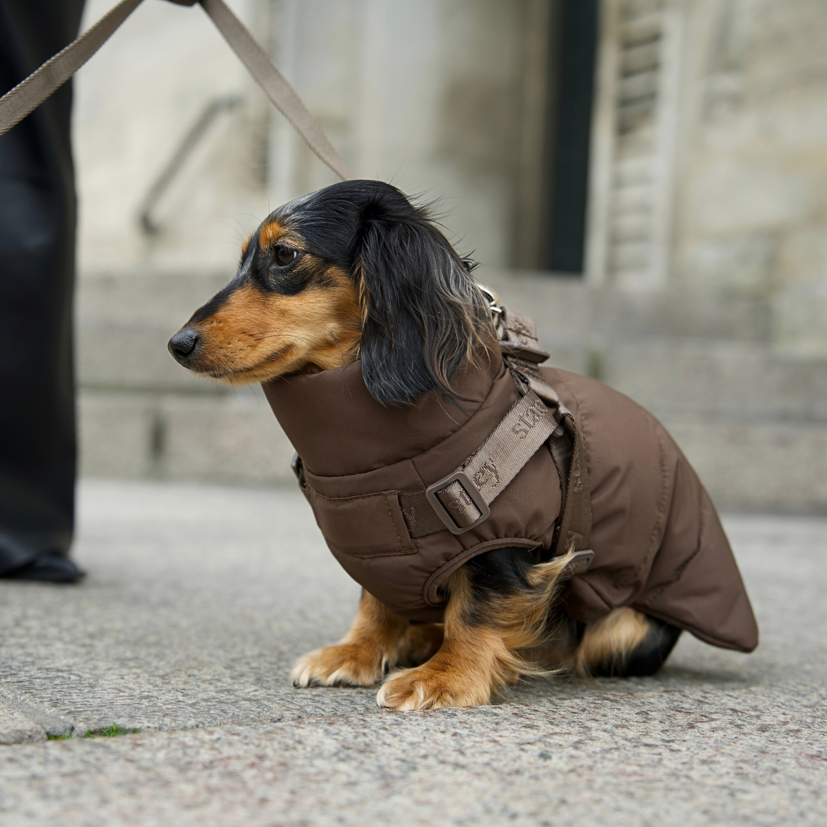 Vera hundkappa m. sele | Sand