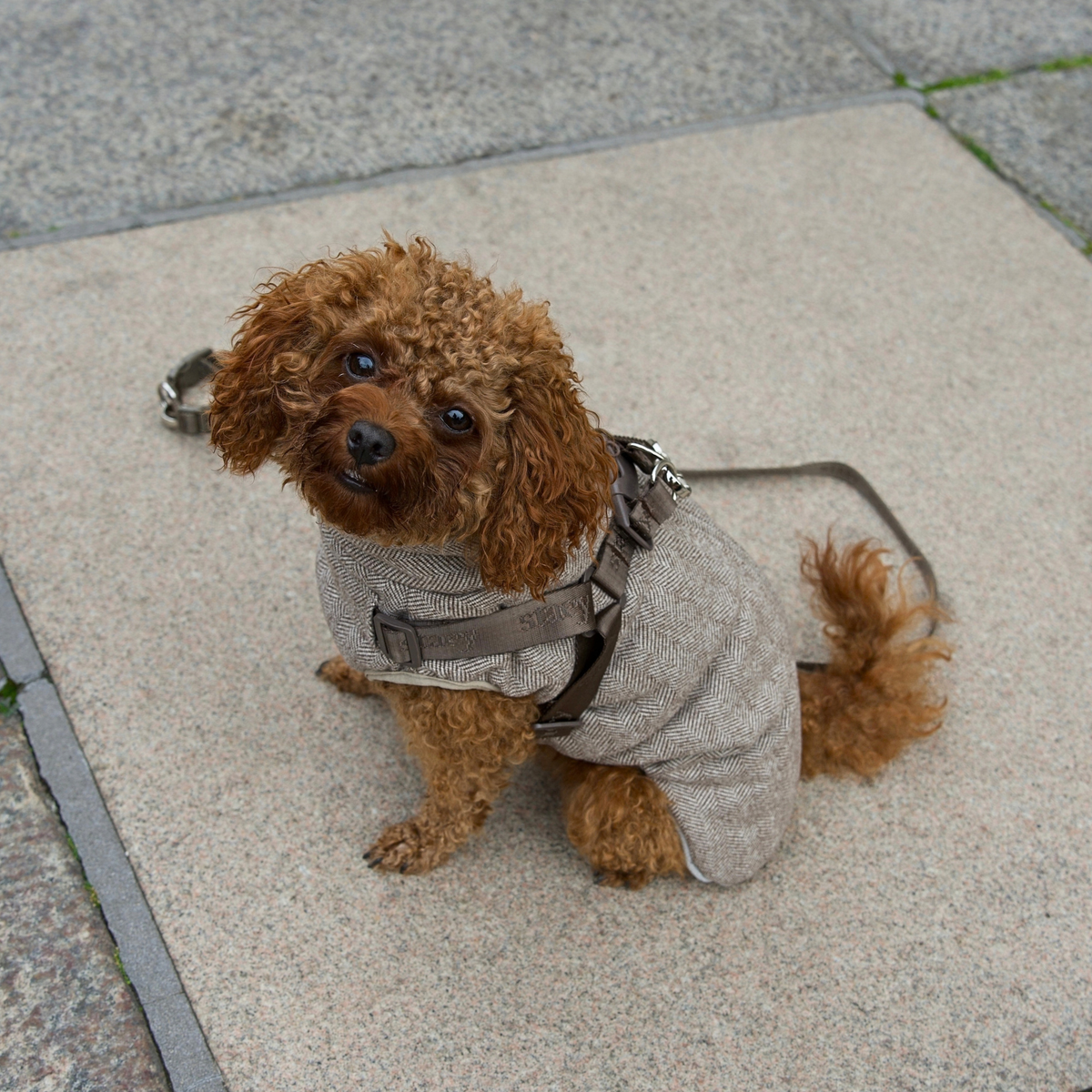 Vera Hundkappa m. sele | Herringbone Mocca
