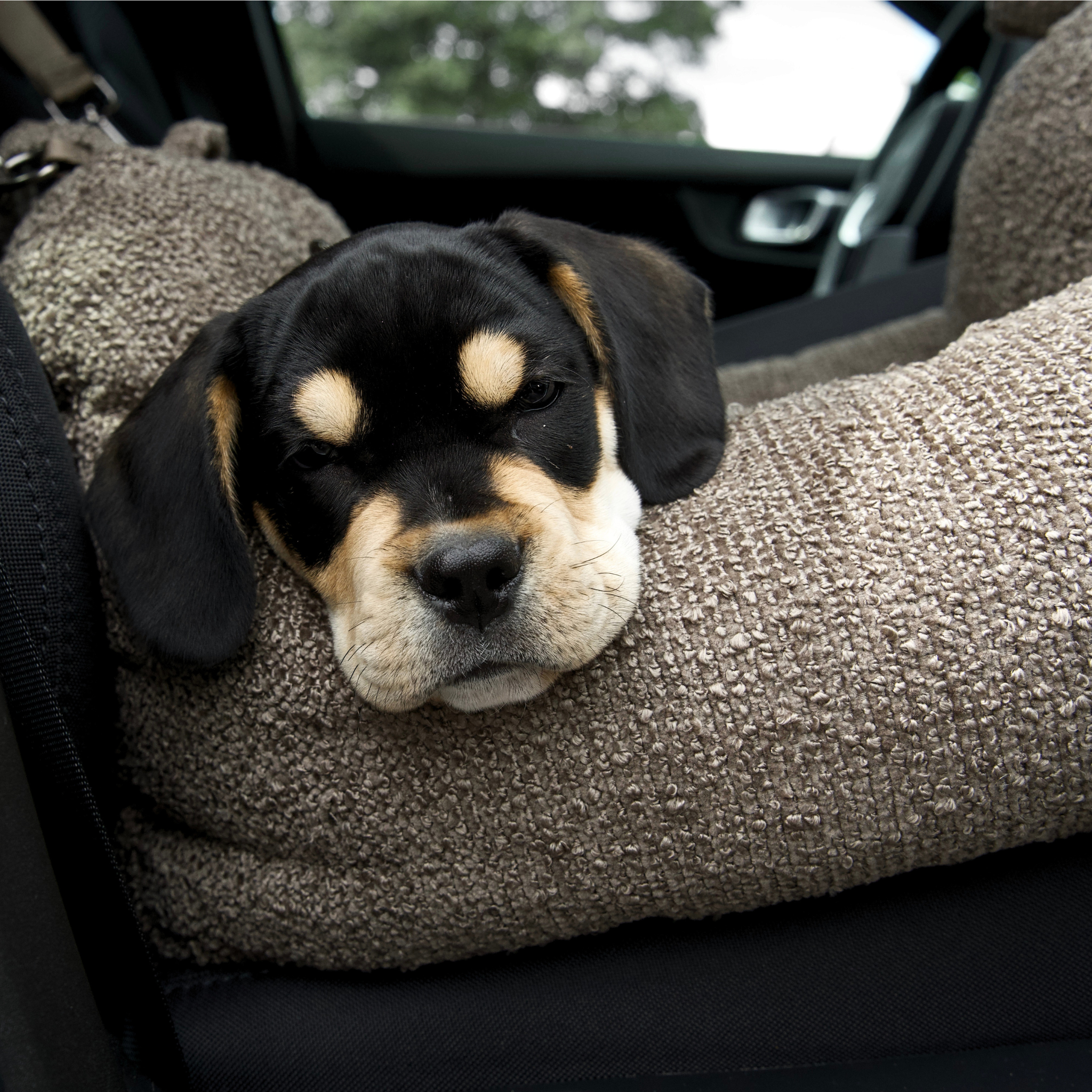 Tova 2-in-1 Car Seat | Chestnut Bouclé