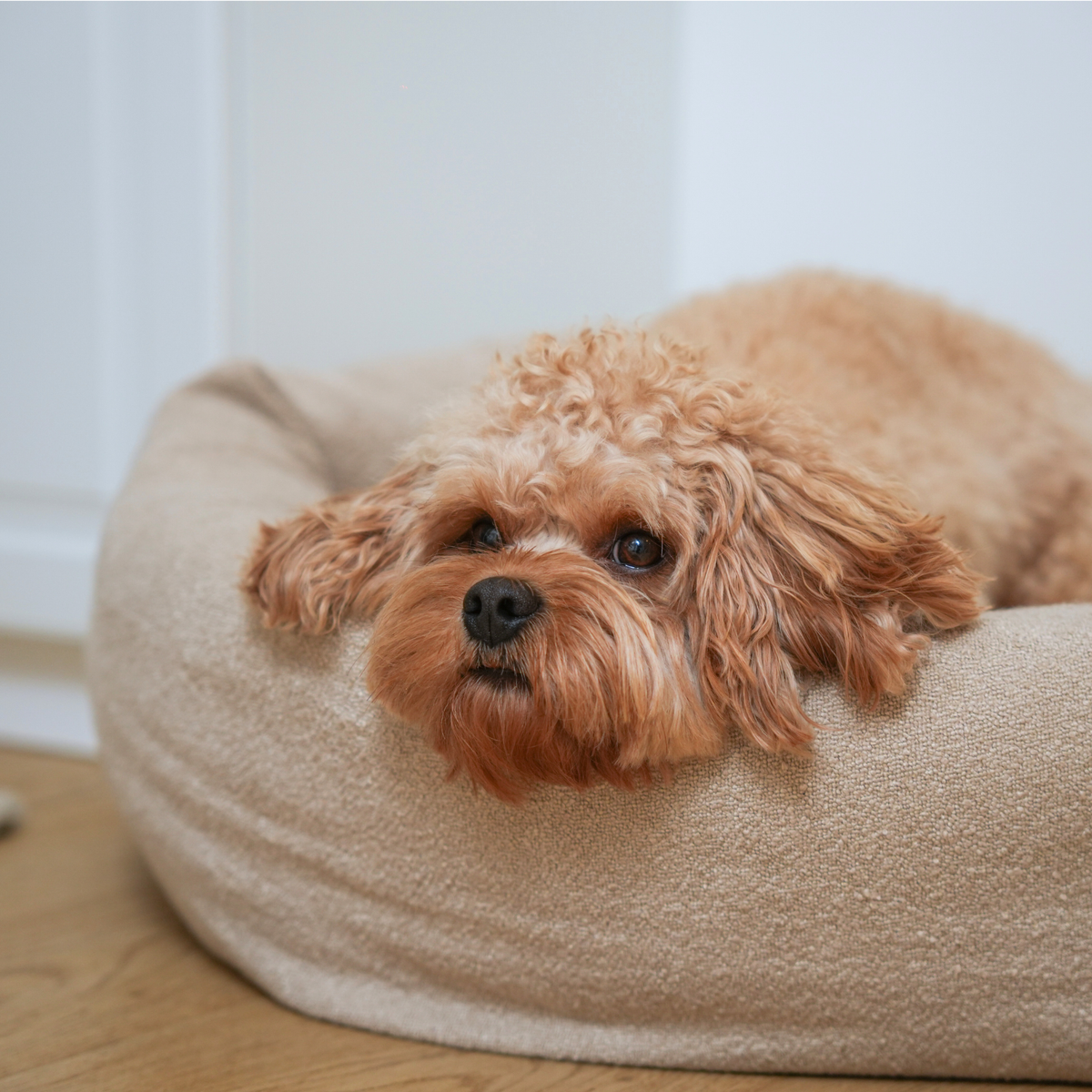 En aprikosfärgad cockapoo som vilar i hundkorgen ”Luna” i oat bouclé