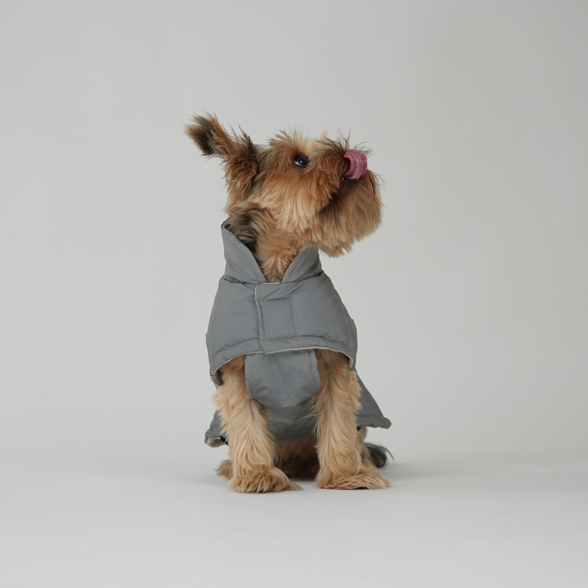 En yorkshireterrier som sitter i en grå, REFLETTIVE, quiltad kappa