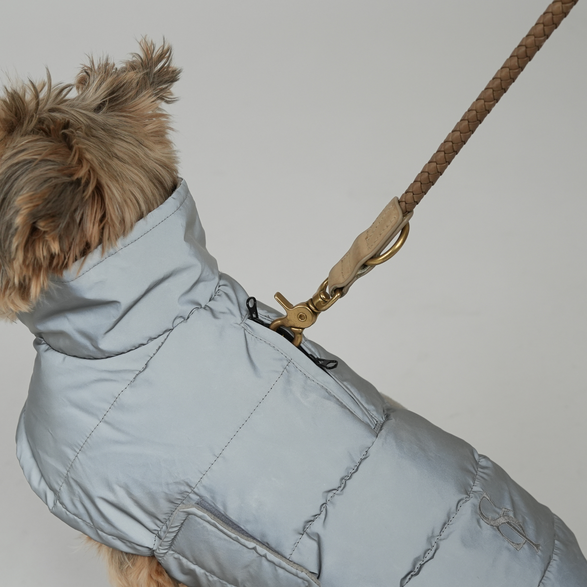 En yorkshireterrier i koppel, klädd i en grå, REFLETTIVE, quiltad kappa