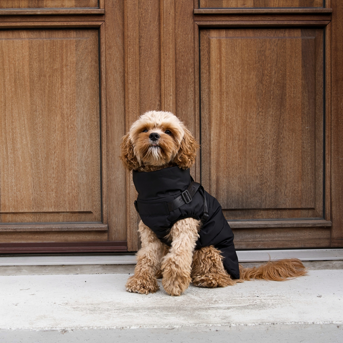 Vera Hundkappa w. Harness | Charcoal