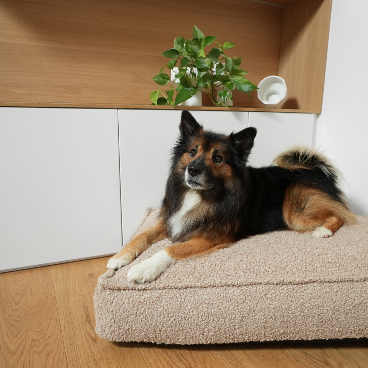 Herdhund som ligger på sanden på en krullig Bouclé-hundmadrass