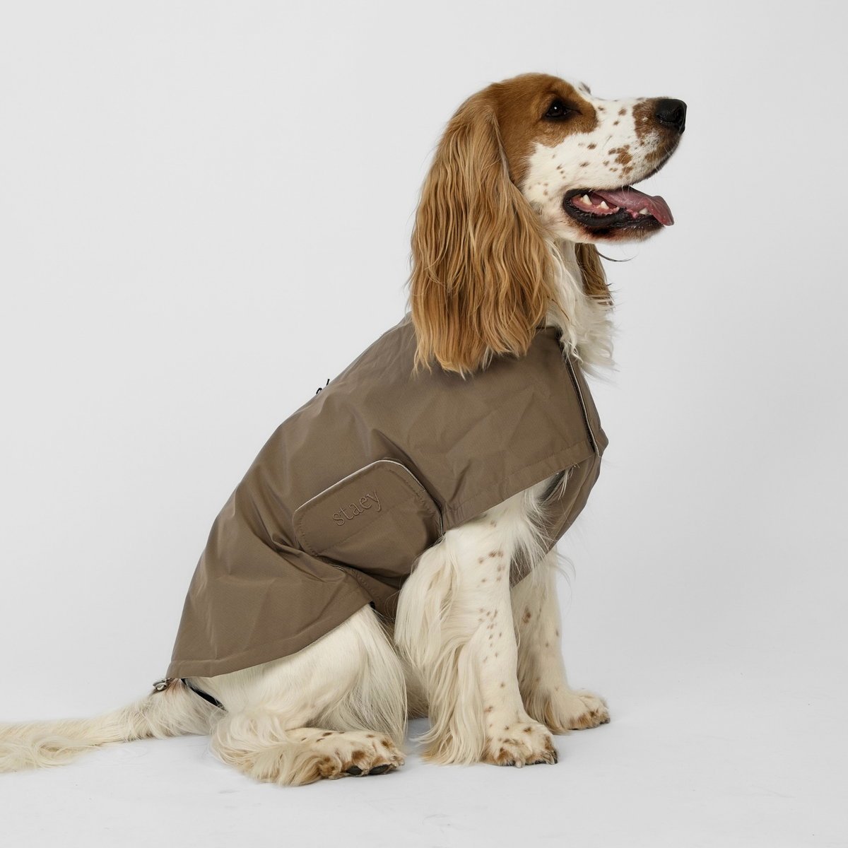 En cocker spaniel sedd från sidan i den taupefärgade Taja-regnrocken