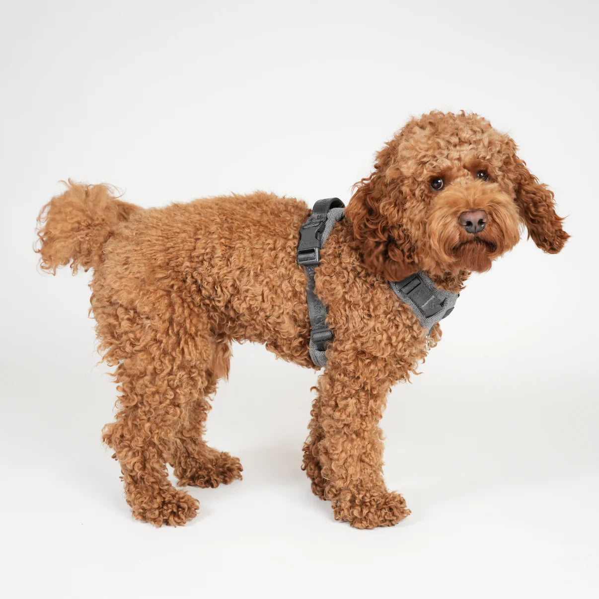 Elma Dog Harness | Dusty Blue