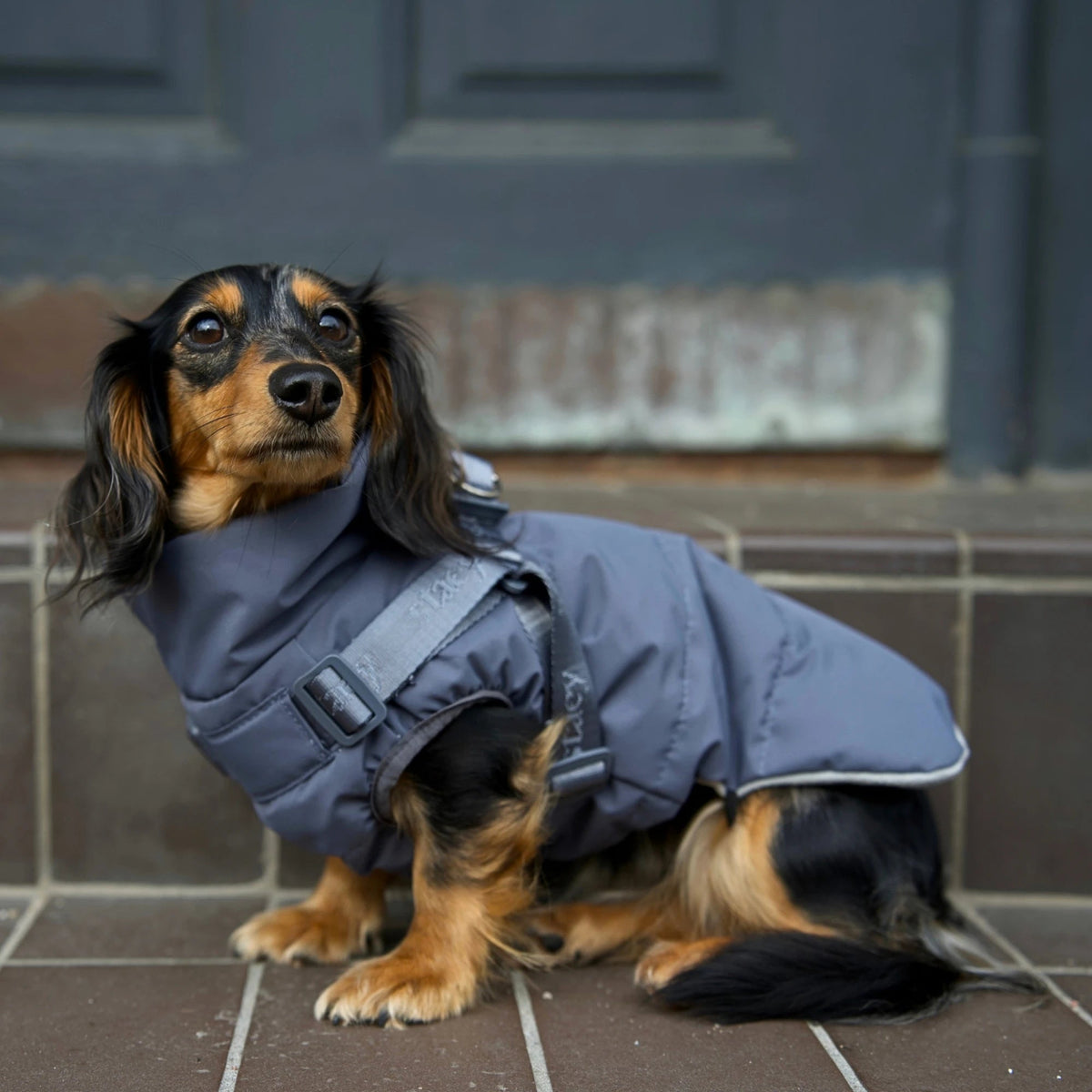 En tax som sitter i Vera Hundkappa